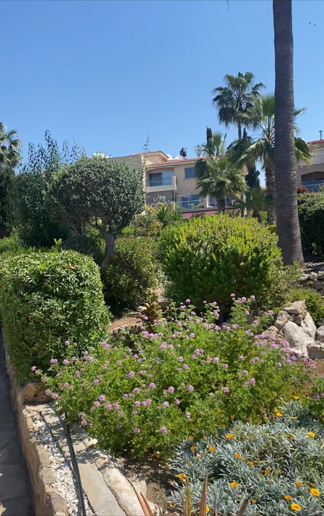 Newly Renovated- Regina Gardens 1, Venus Beach 500 M, Sea&Sunsets View, License Ooo7141 بافوس المظهر الخارجي الصورة